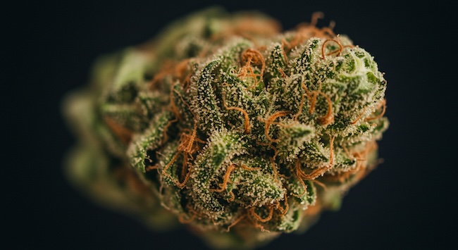 a close up weed bud under microscope