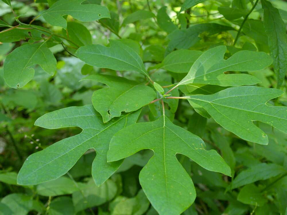 Sassafras Drug - Still Detox