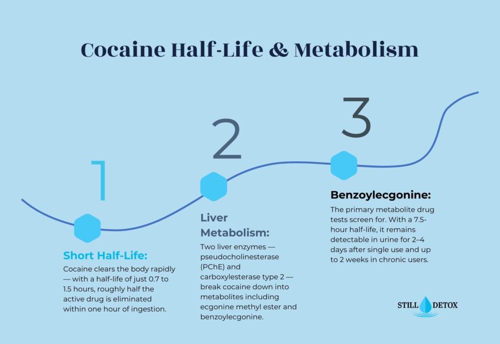 Cocaine Half-Life and Metabolism Three stages: Short Half-Life, Liver Metabolism, and Benzoylecgonine detection. Still Detox infographic.