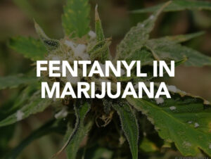 fentanyl in marijuana