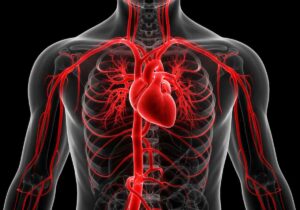 How Does Drug Addiction Affect the Circulatory System