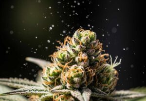 what is sprayed weed