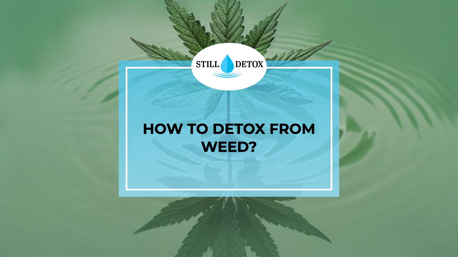 How to Detox from Weed? title card from Still Detox