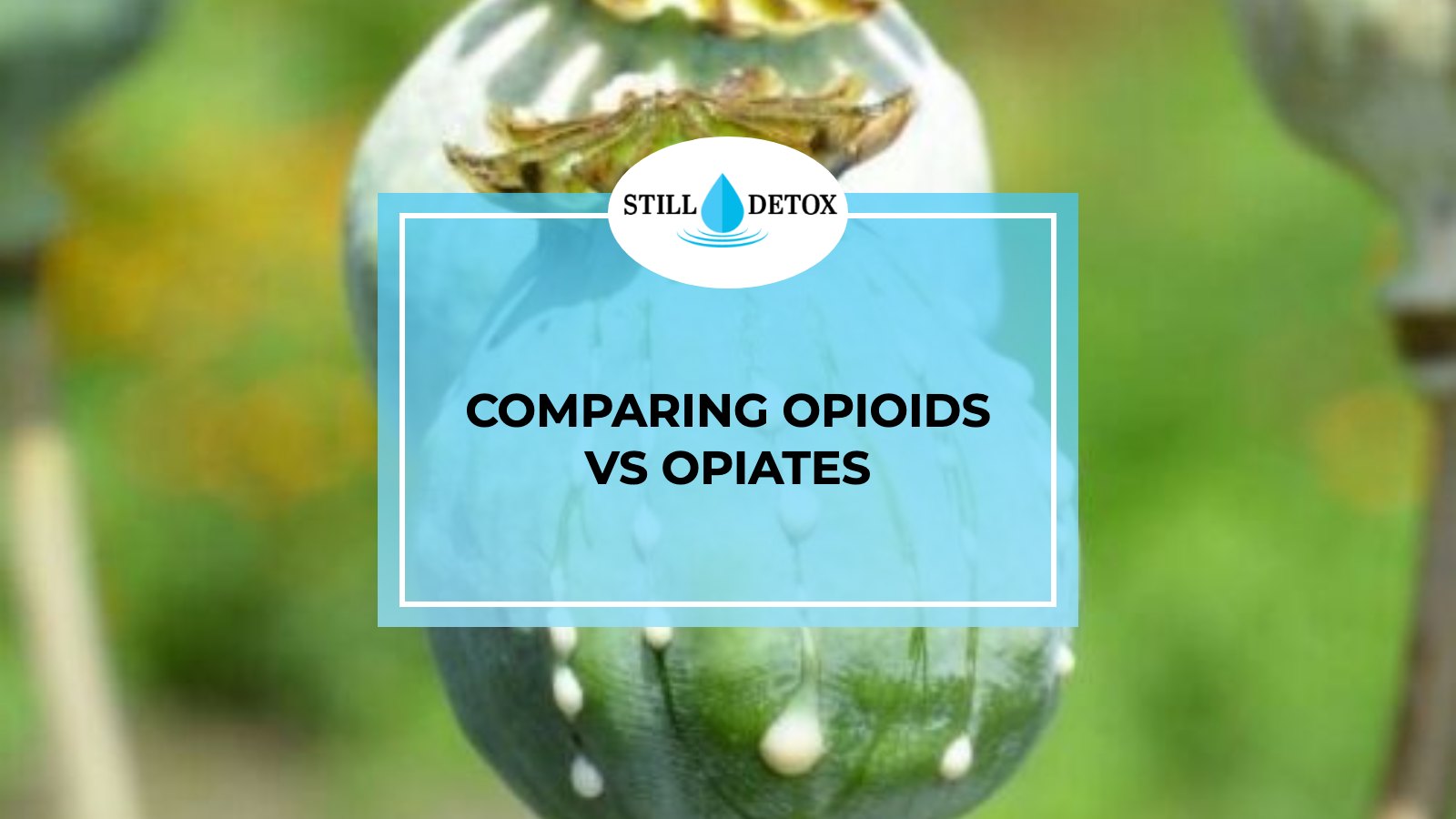 Comparing Opioids vs Opiates title card from Still Detox