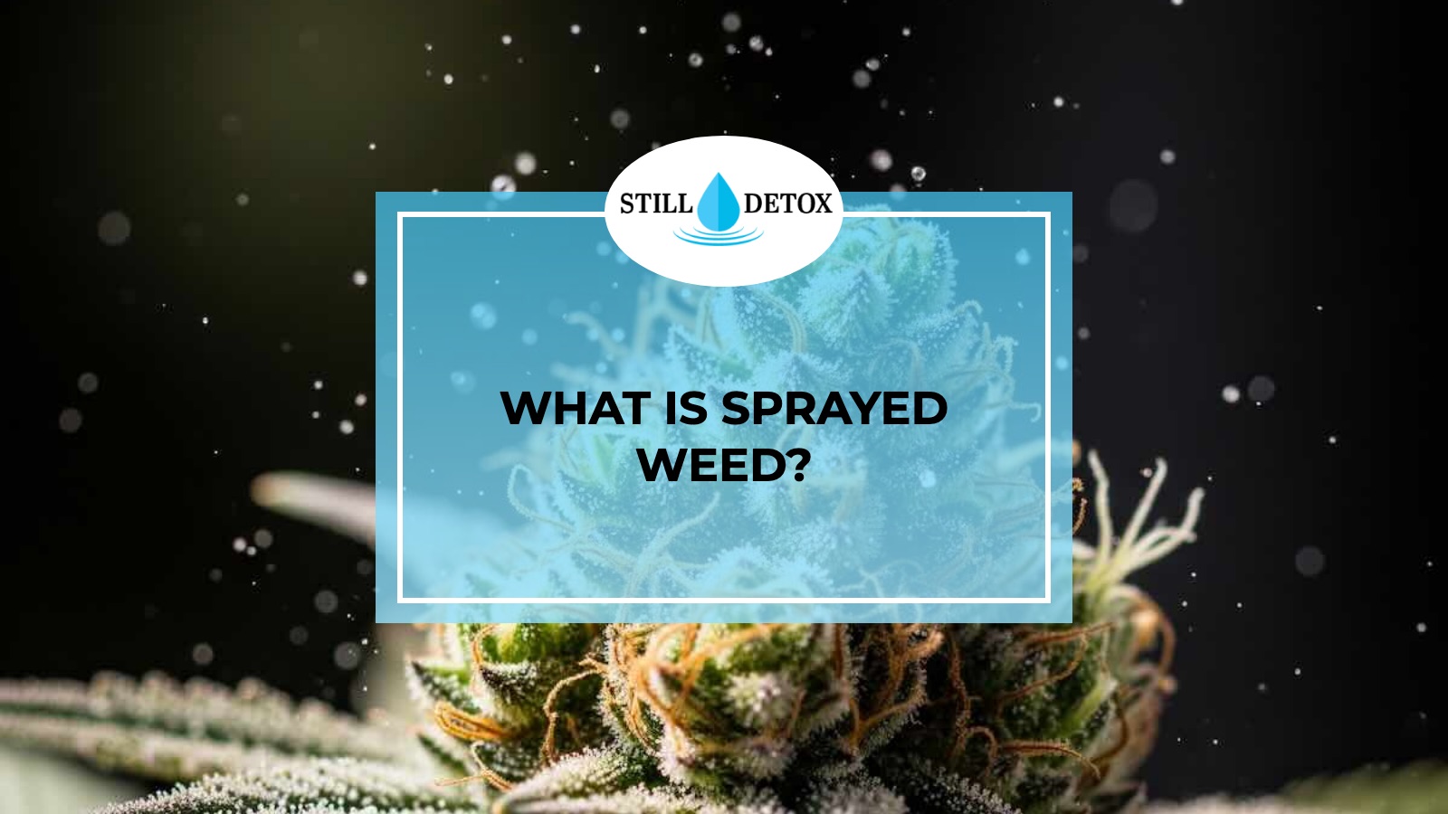What is Sprayed Weed? title card from Still Detox